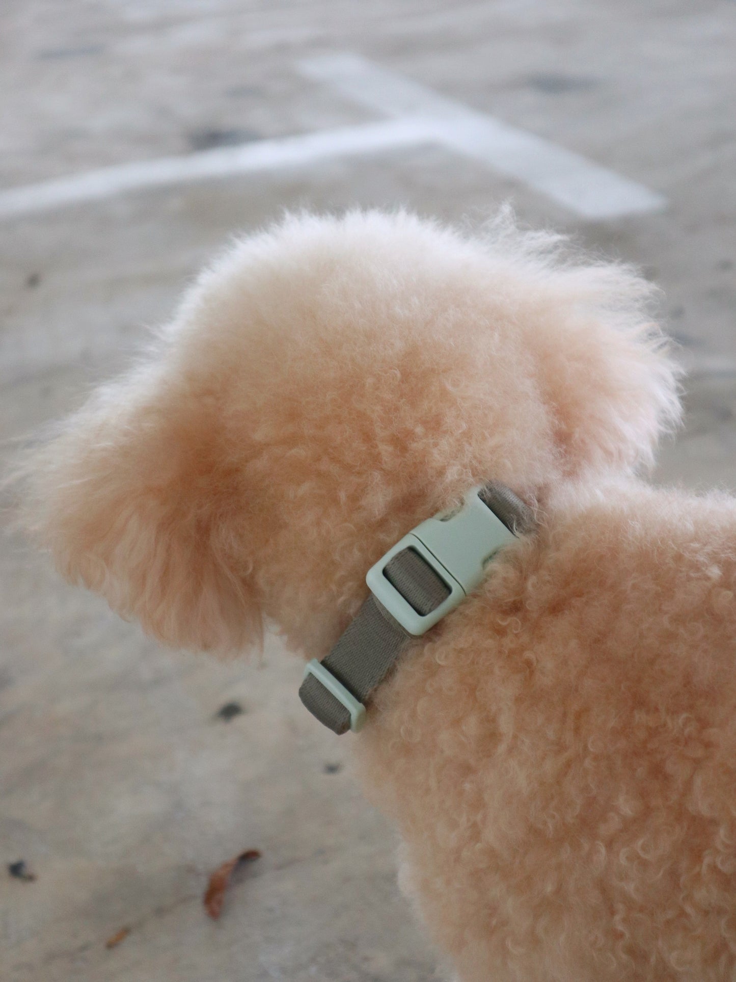 Collar