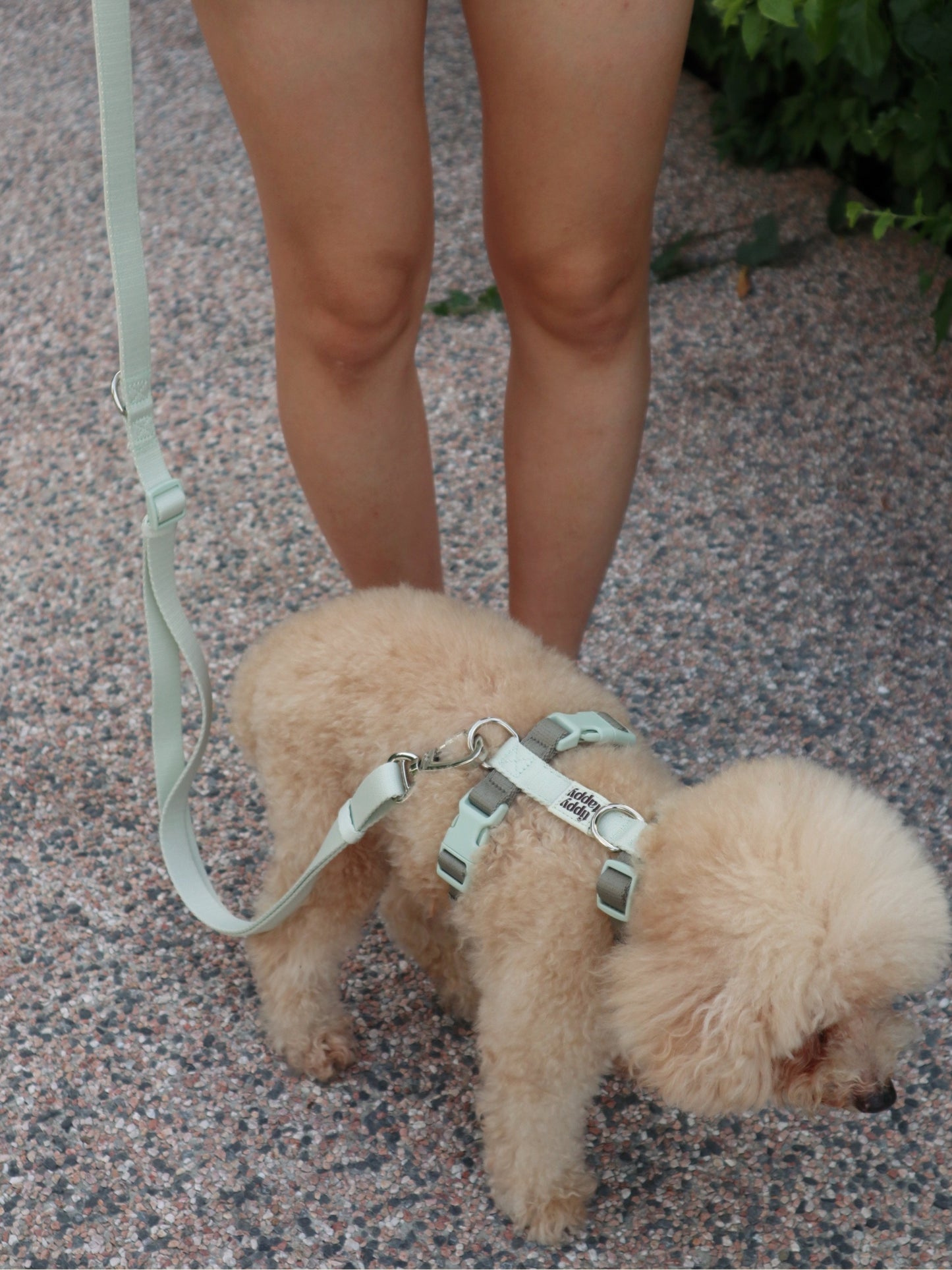 Tali Anjing Bebas Tangan