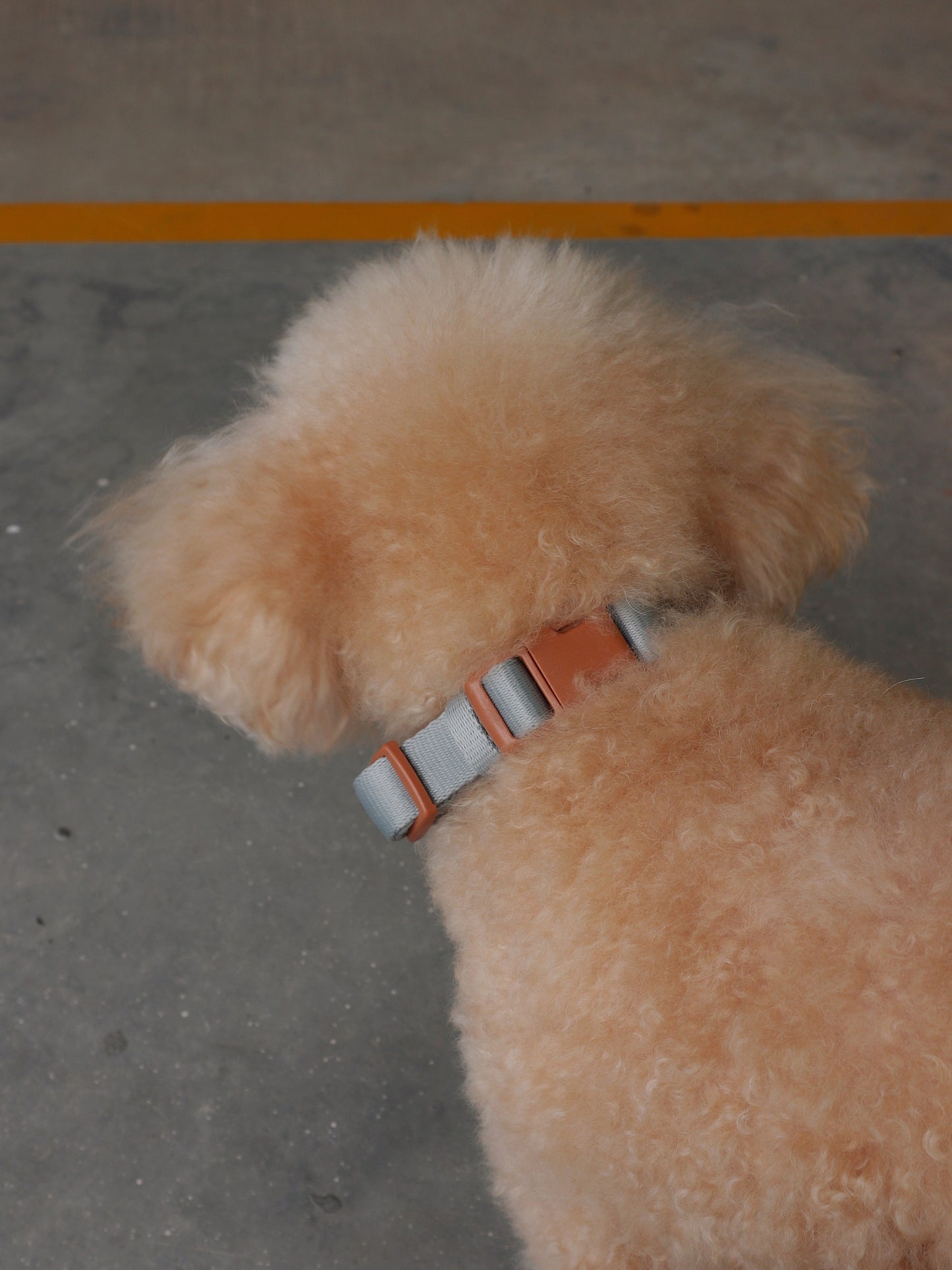Collar