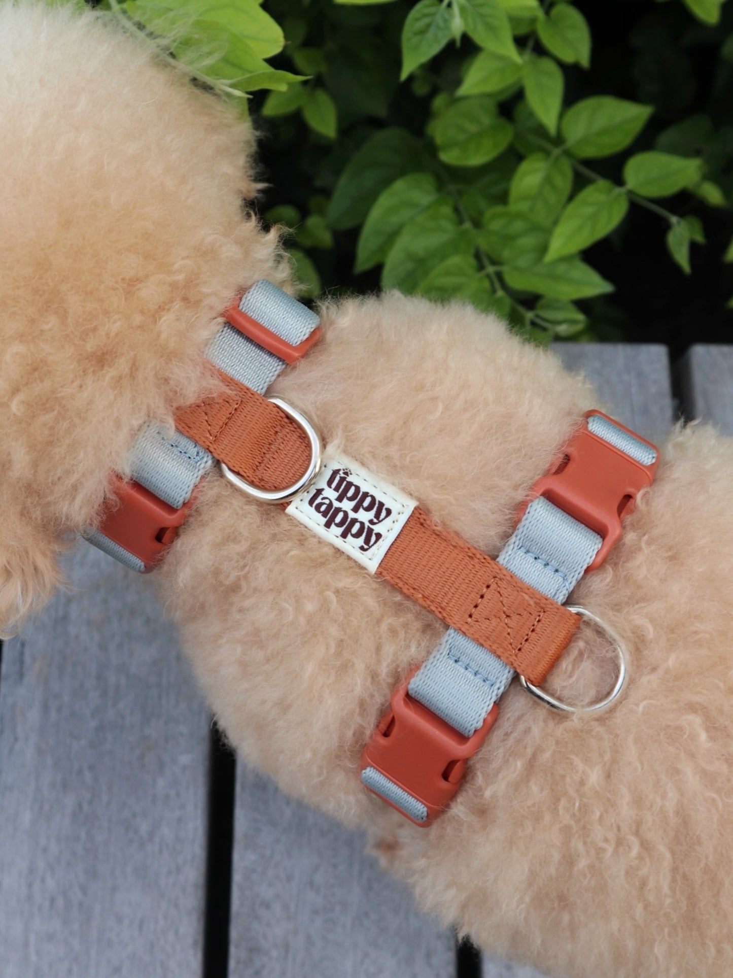 Daily Walking System (H-Harness)